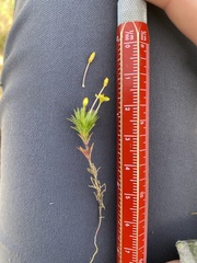 Leptosiphon acicularis