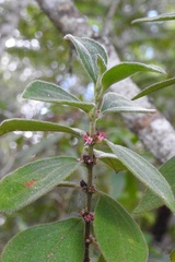 Miconia sericea