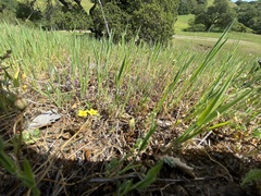 Leptosiphon acicularis