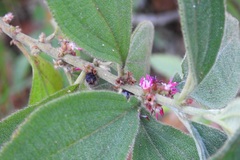 Miconia sericea