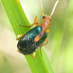 Brachinus sclopeta