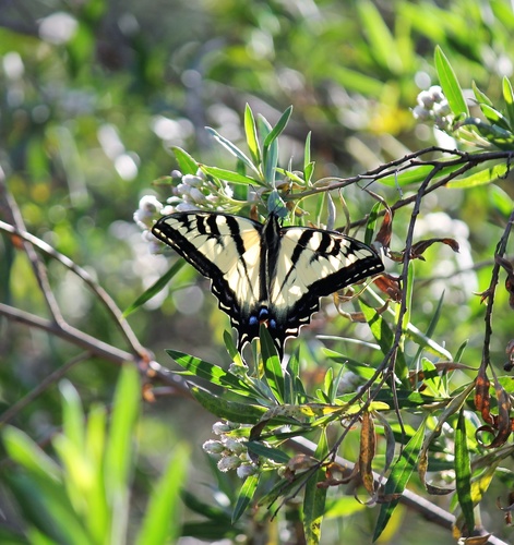 iNaturalist observation photo of Western Tiger Swallowtail