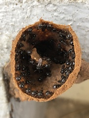 Lestrimelitta niitkib