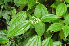 Miconia laxiflora