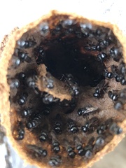 Lestrimelitta niitkib