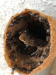 Lestrimelitta niitkib