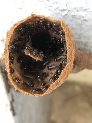 Lestrimelitta niitkib