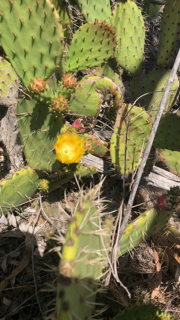 opuntia/pricklypear species