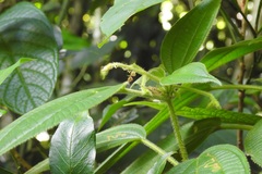 Miconia laxiflora