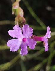 Buchnera gracilis