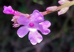 Buchnera gracilis