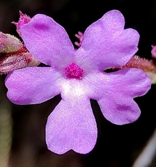 Buchnera gracilis