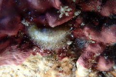 Thysanozoon tentaculatum