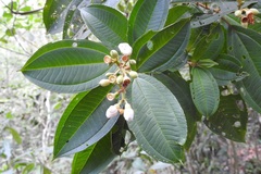 Miconia galeottii
