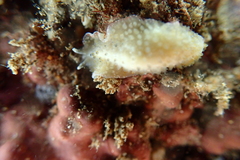 Thysanozoon tentaculatum