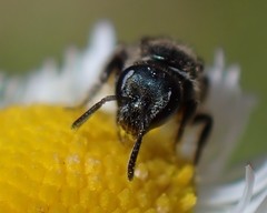 Lasioglossum tamiamense