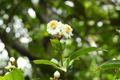 Miconia galeottii