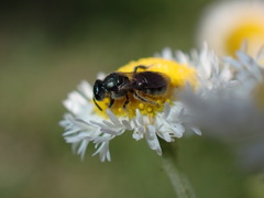 Lasioglossum tamiamense