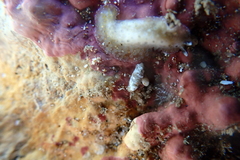 Thysanozoon tentaculatum