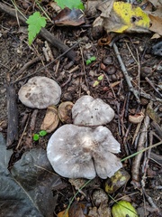 Tricholoma pullum