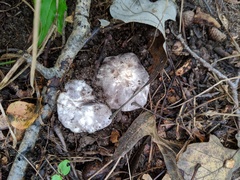 Tricholoma pullum