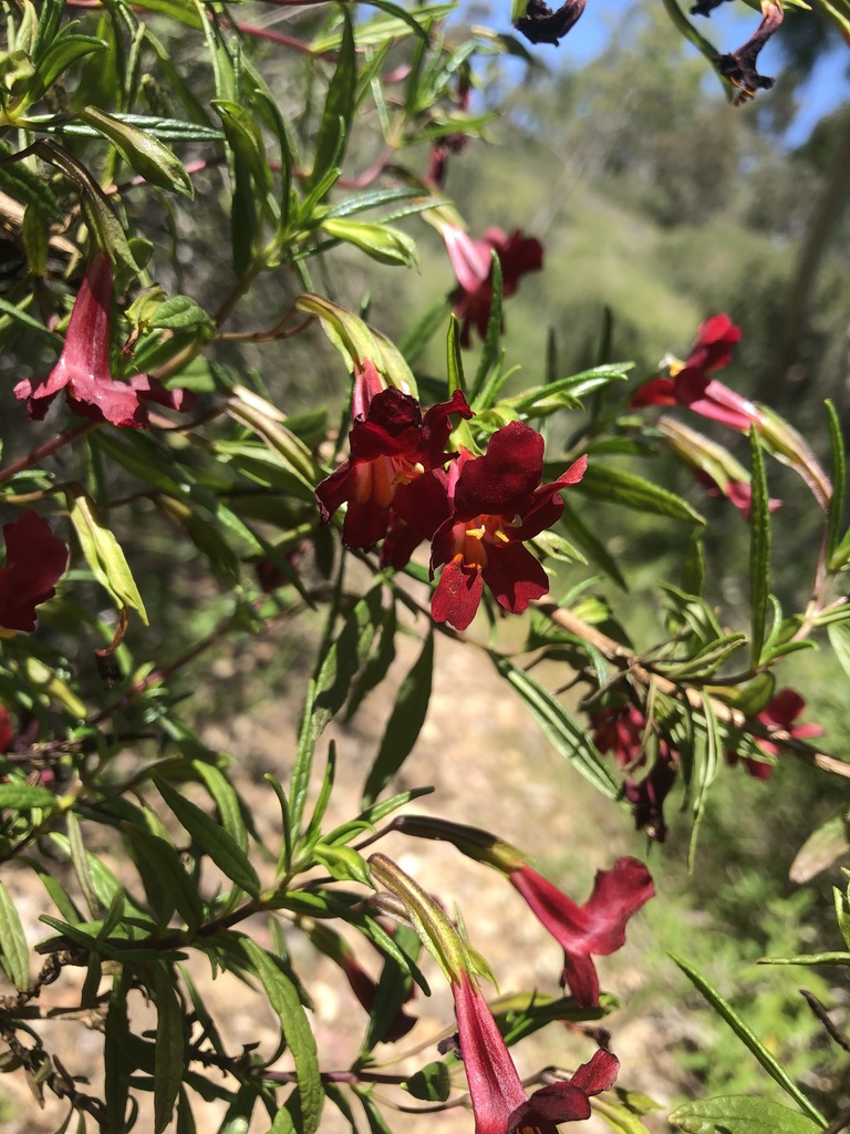 unusually wine-colored red bush monkeyflower