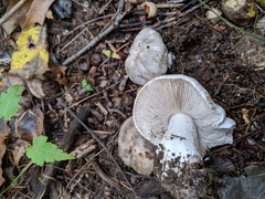 Tricholoma pullum
