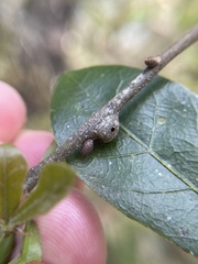Zapatella quercusmedullae