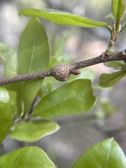 Zapatella quercusmedullae