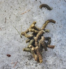 Canachites canadensis