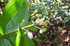 Miconia galeottii
