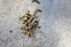 Canachites canadensis