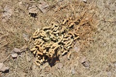 Canachites canadensis