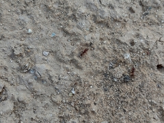Pogonomyrmex pima