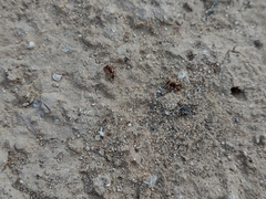 Pogonomyrmex pima