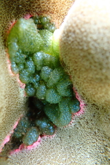 Dictyosphaeria cavernosa