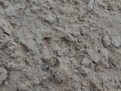 Pogonomyrmex pima