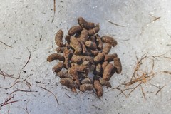 Canachites canadensis