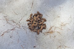 Canachites canadensis