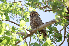 Bubo virginianus