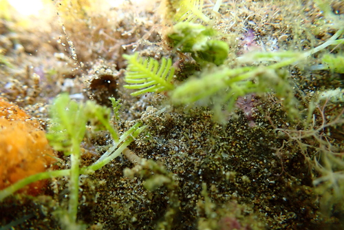 Caulerpa sertularioides observed 2022-02-03
