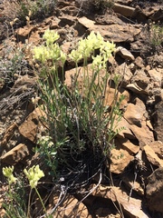 Oxytropis campestris