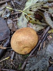 Scleroderma michiganense
