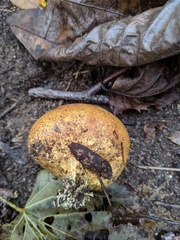 Scleroderma michiganense
