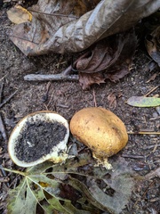 Scleroderma michiganense