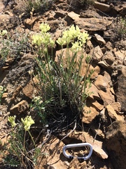 Oxytropis campestris