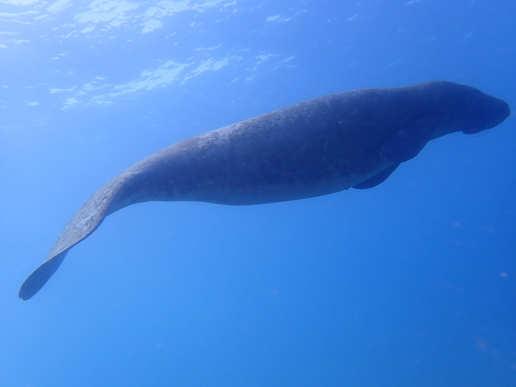 Antillean manatee swimming in clear blue water, seen from below