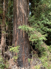 Sequoia sempervirens