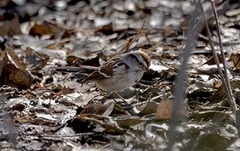 Spizelloides arborea