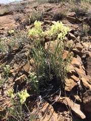 Oxytropis campestris